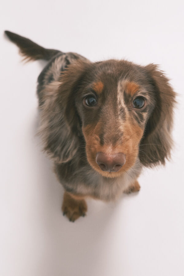 Women'secret Pijama camisera larga de 100% algod&oacute;n estampada de rayas y perritos naranja